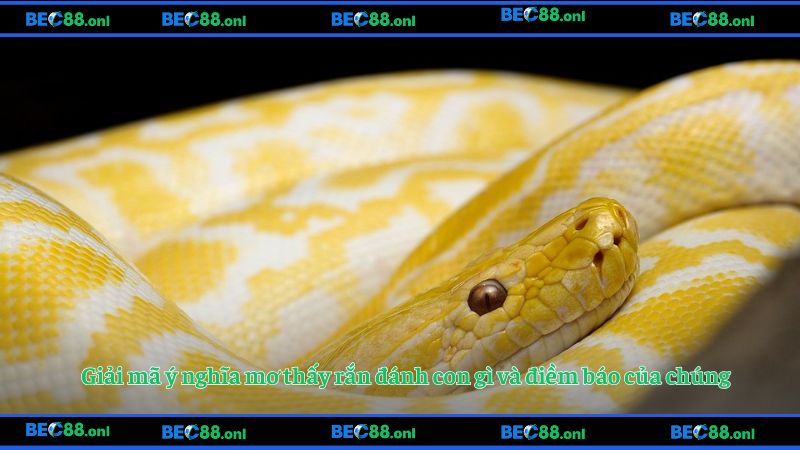 Giải mã ý nghĩa mơ thấy rắn đánh con gì và điềm báo của chúng