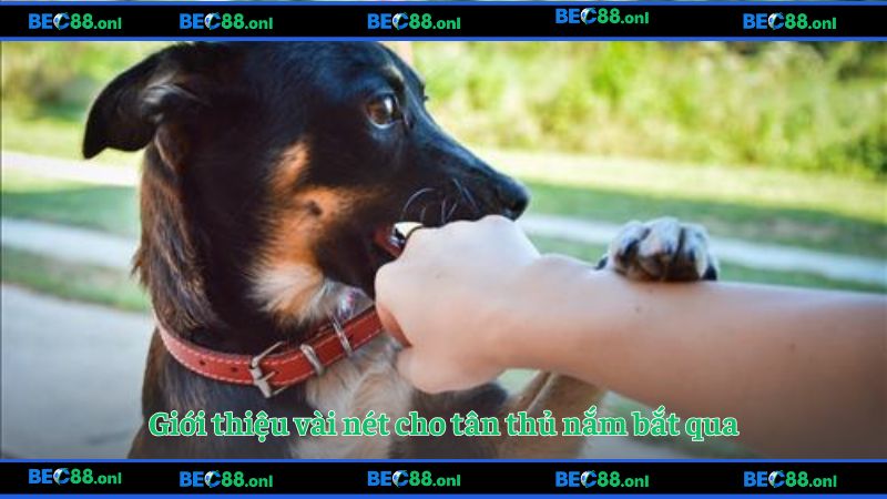 Giới thiệu vài nét cho tân thủ nắm bắt qua