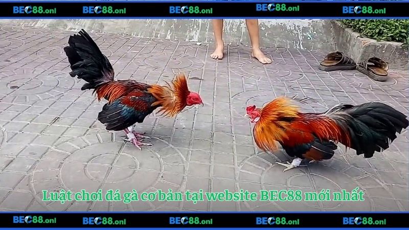 Luật chơi đá gà cơ bản tại website BEC88 mới nhất