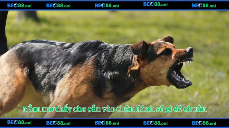 Nằm mơ thấy cho cắn vào chân đánh số gì để chuẩn