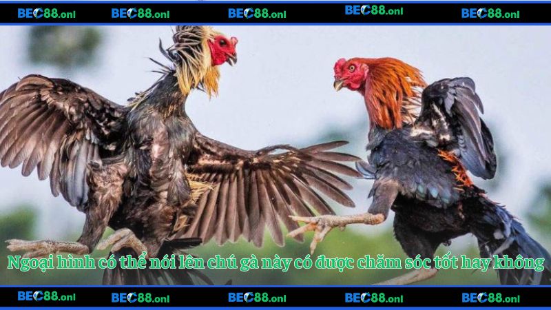Ngoại hình có thể nói lên chú gà này có được chăm sóc tốt hay không