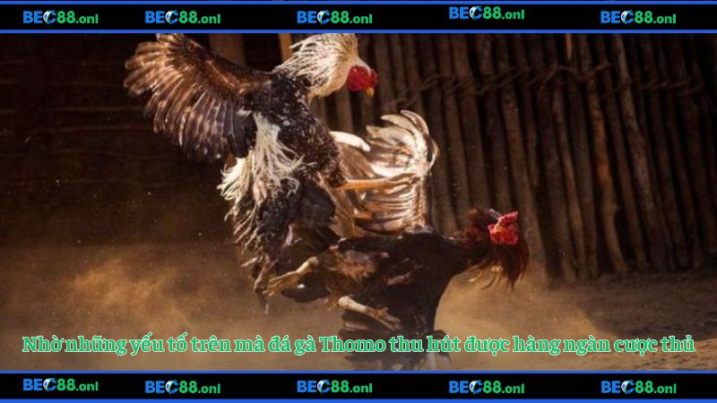 Nhờ những yếu tố trên mà đá gà Thomo thu hút được hàng ngàn cược thủ
