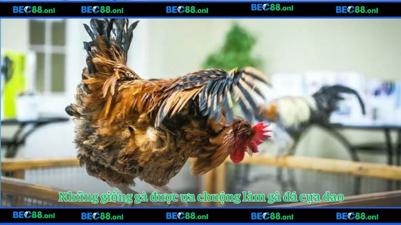 Những giống gà được ưa chuộng làm gà đá cựa dao