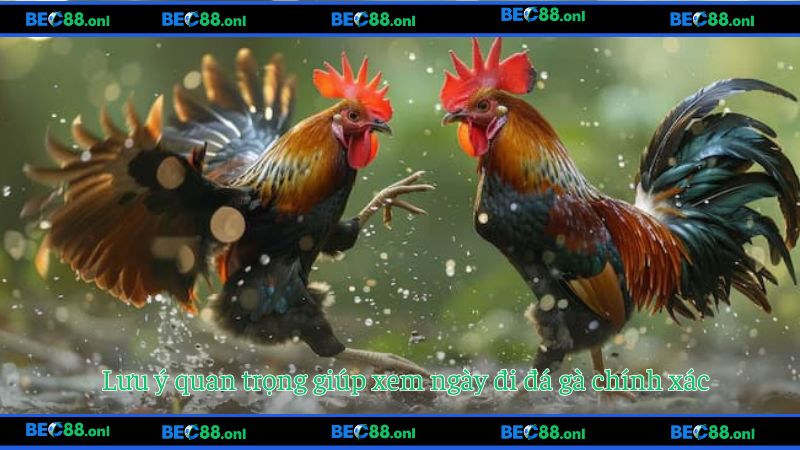 Lưu ý quan trọng giúp xem ngày đi đá gà chính xác